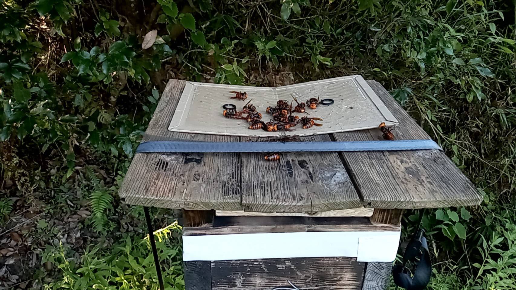 みつばち新聞02：オオスズメバチが巣の中に侵入！ イメージ